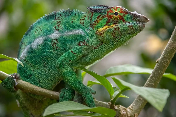 Increíble Colorido Chameleon Parson Endémica Madagascar Hermosos Colores Verdes Madagascar — Foto de Stock