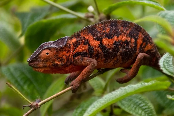 Bukalemun Parson 'ın muhteşem renkleri. Madagaskar 'a güzel turuncu renkli Madagaskar salgını. Afrika
