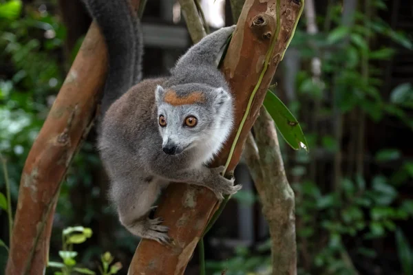 Retrato Lemur Coroado Lémure Coroado Lémure Coroado Primata Família Dos — Fotografia de Stock