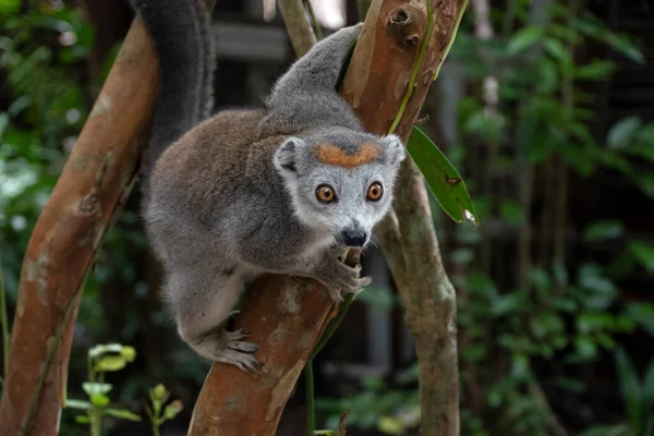 Portrait Crowned Lemur Crowned Lemur Crowned Mongoose Lemur Primate Lemur — Stock Photo, Image