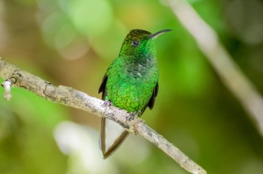 Swift familyasından küçük bir kuş familyasıdır. Amerika 'da Alaska ve Labrador' dan Tierra del Fuego 'ya kadar 350' den fazla hayvan türü bilinmektedir. Monteverde, Kosta Rika