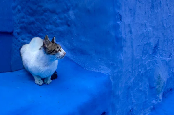 Sokaktaki kedi. Şef Chaouen. Fas 'ta. Afrika