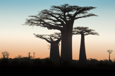 Güzel Madagaskar Baobab 'ı. Madagaskar. Afrika