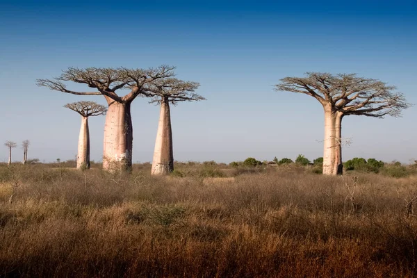 Güzel Madagaskar Baobab 'ı. Madagaskar. Afrika