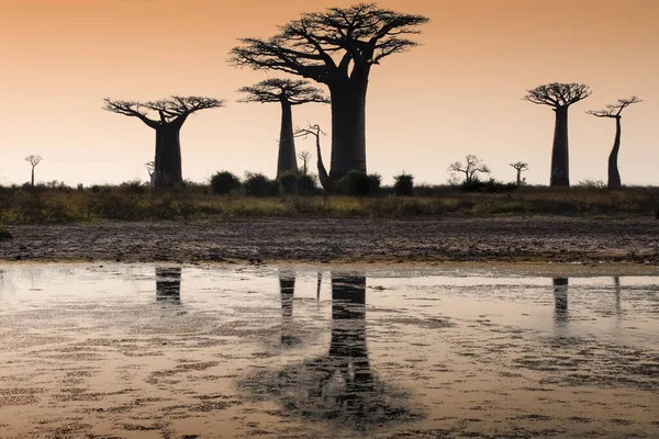 Güzel Madagaskar Baobab 'ı. Madagaskar. Afrika