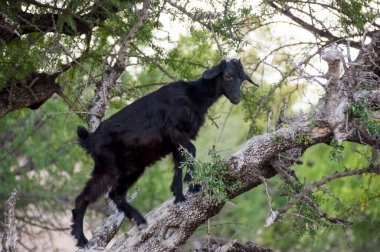 Ağaçlardaki keçiler yaprakları yiyor. Sadece Fas 'ta ağaçlara tırmanan keçiler yaşar. Fas, Afrika