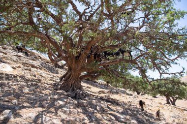 Ağaçlardaki keçiler yaprakları yiyor. Sadece Fas 'ta ağaçlara tırmanan keçiler yaşar. Fas, Afrika