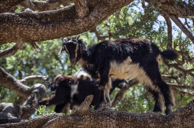 Ağaçlardaki keçiler yaprakları yiyor. Sadece Fas 'ta ağaçlara tırmanan keçiler yaşar. Fas, Afrika