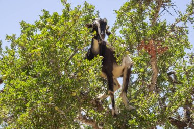 Ağaçlardaki keçiler yaprakları yiyor. Sadece Fas 'ta ağaçlara tırmanan keçiler yaşar. Fas, Afrika