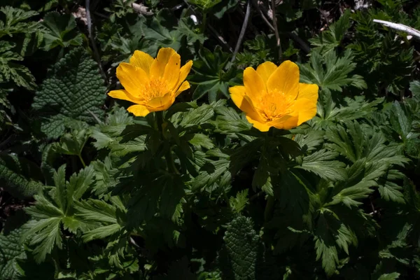 Globe Flower Trollflower Onagra Montañosa Salvaje Primeras Flores Primavera — Foto de Stock