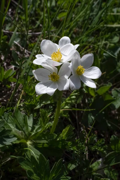 Anémona Una Onagra Salvaje Montaña Primeras Flores Primavera — Foto de Stock