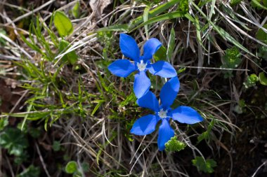 İlk bahar dağ çiçekleri. Vahşi doğa manzarası, dağlar, tarlalar. Masaüstü duvar kağıtları.