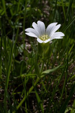 İlk bahar dağ çiçekleri. Vahşi doğa manzarası, dağlar, tarlalar. Masaüstü duvar kağıtları.