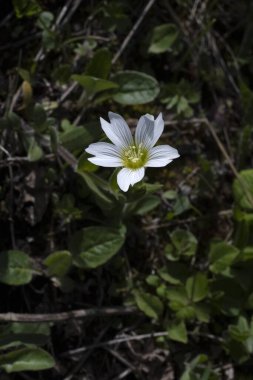 İlk bahar dağ çiçekleri. Vahşi doğa manzarası, dağlar, tarlalar. Masaüstü duvar kağıtları.