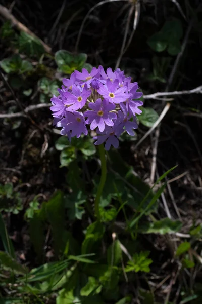 Primera Primavera Flores Montaña Naturaleza Salvajepaisaje Montañas Campos Fondos Escritorio — Foto de Stock