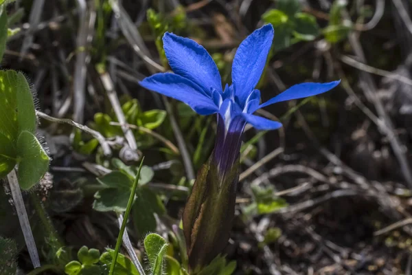 Primera Primavera Flores Montaña Naturaleza Salvajepaisaje Montañas Campos Fondos Escritorio — Foto de Stock