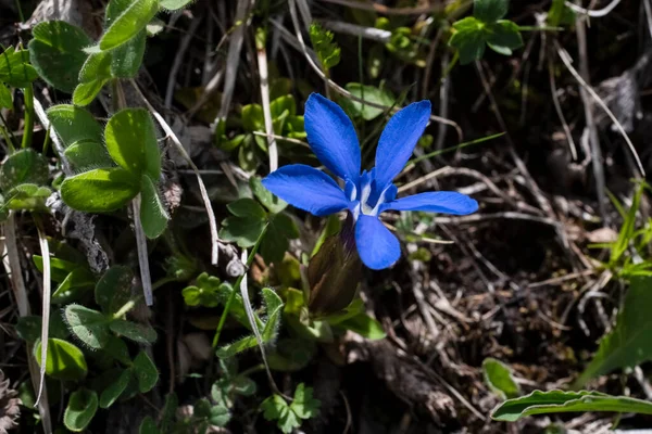 Primera Primavera Flores Montaña Naturaleza Salvajepaisaje Montañas Campos Fondos Escritorio — Foto de Stock