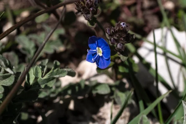 Primera Primavera Flores Montaña Naturaleza Salvajepaisaje Montañas Campos Fondos Escritorio — Foto de Stock