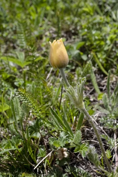 Первые Весенние Горные Цветы Дикая Природа Пейзаж Горы Поля Обои — стоковое фото
