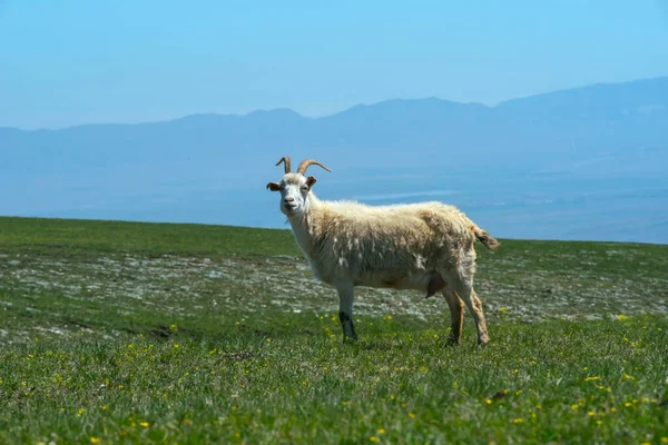 Dağıstan dağlarında dağ keçisi