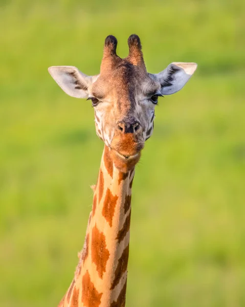 Portrét Rothschildovy Žirafy Národní Park Murchison Falls Uganda Afrika — Stock fotografie