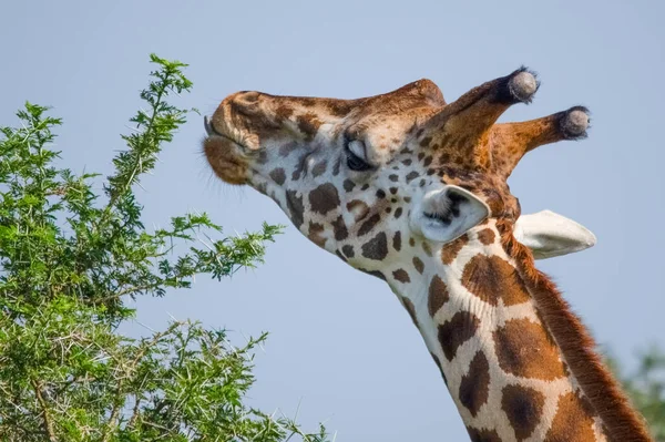 Rothschild zürafasının portresi. Murchison Falls Ulusal Parkı. Uganda, Afrika