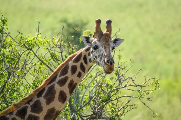 Retrato Girafa Rothschild Parque Nacional Murchison Falls Uganda África — Fotografia de Stock