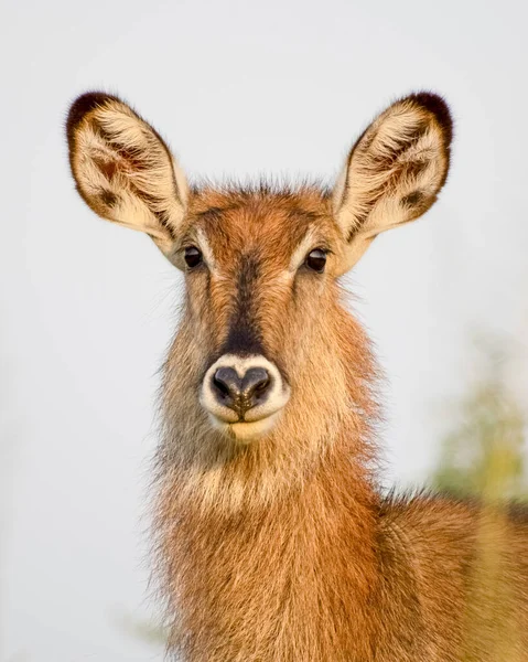 Szép Portré Egy Fiatal Waterbuck Ról Murchison Falls Nemzeti Park — Stock Fotó