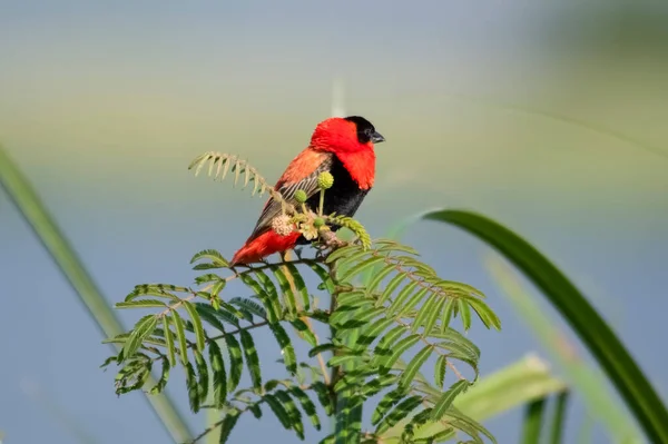 Batı Afrika Ateş Kadife Weaver. Murchison Falls Ulusal Parkı. Uganda, Afrika