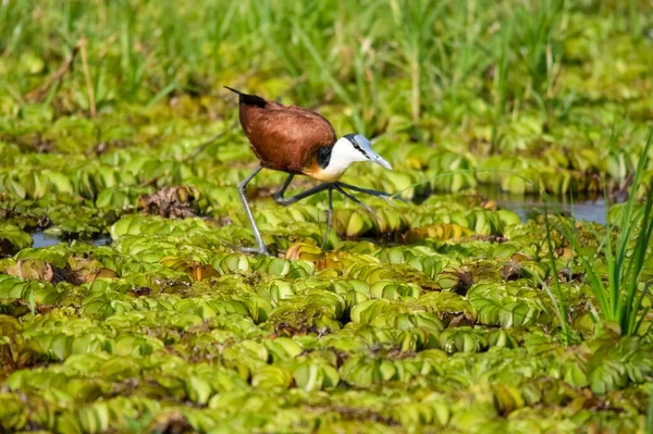 African jacana in a swamp in Murchison Falls National Park. Uganda, Africa