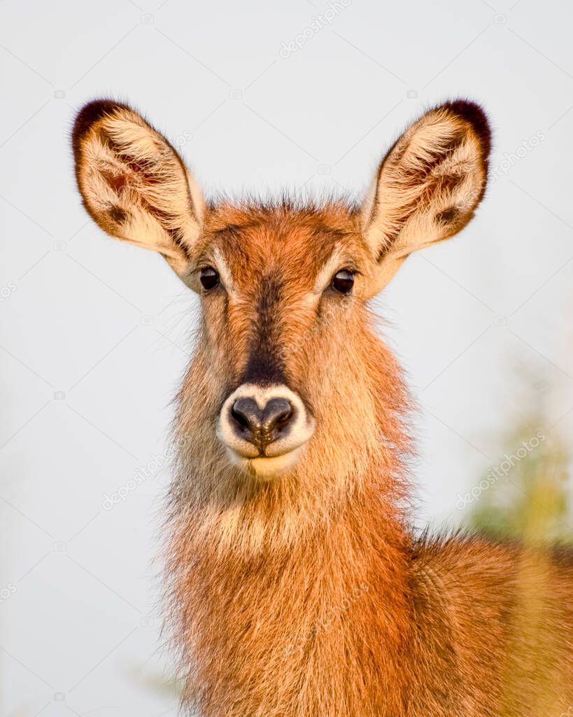 Lovely portrait of a young Waterbuck. Murchison Falls National Park. Uganda, Africa