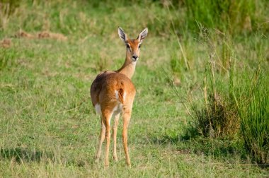 İmpala antilobu. Murchison Falls Ulusal Parkı. Uganda, Afrika