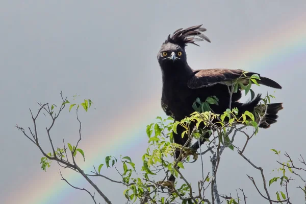 Ağaçta oturan uzun ibikli kartal. Arka planda gökyüzünde Murchison Falls Ulusal Parkı var. Uganda, Afrika