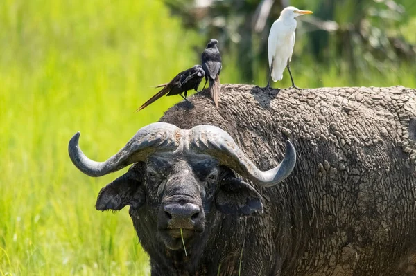 Çayırdaki Afrika bufalosu. Kuşlar sırt üstü oturur. Murchison Falls Ulusal Parkı. Uganda, Afrika