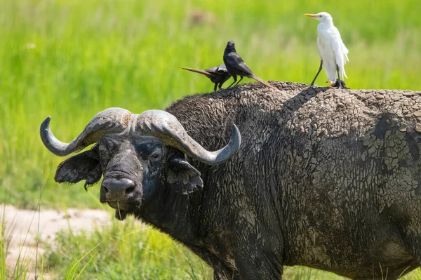 Çayırdaki Afrika bufalosu. Kuşlar sırt üstü oturur. Murchison Falls Ulusal Parkı. Uganda, Afrika