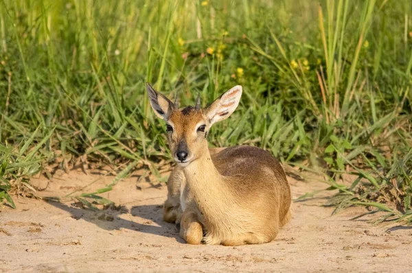 Antilope Impala Parc National Des Chutes Murchison Ouganda Afrique — Photo