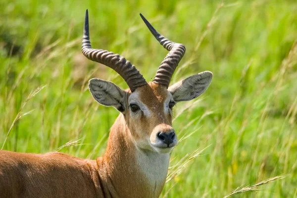 Impala Antilopa Národní Park Murchison Falls Uganda Afrika — Stock fotografie