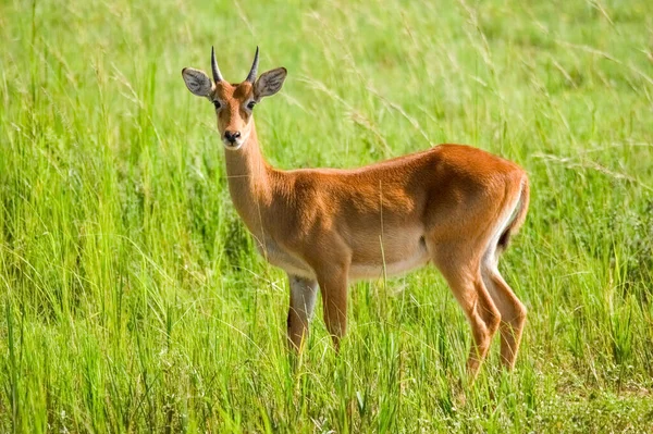 Mpala Antilobu Murchison Falls Ulusal Parkı Uganda Afrika — Stok fotoğraf