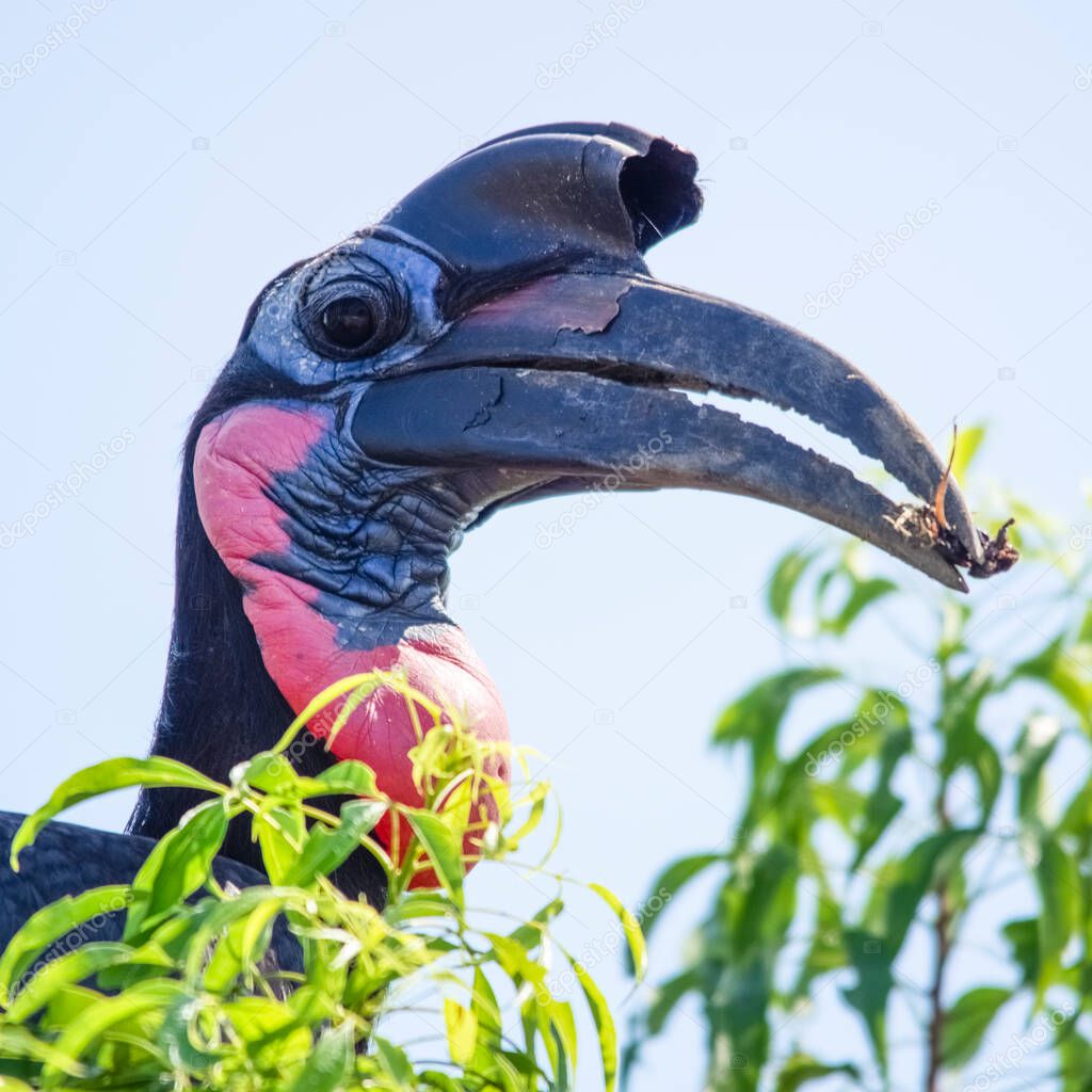 Abyssinian ground hornbill. Murchison Falls National Park. Uganda, Africa