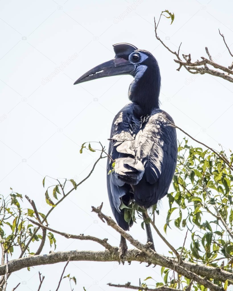 Abyssinian ground hornbill. Murchison Falls National Park. Uganda, Africa