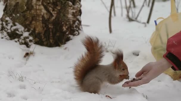 Eichhörnchen frisst aus Menschenhänden — Stockvideo