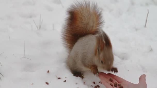 Eichhörnchen frisst Nahrung aus Menschenhänden — Stockvideo