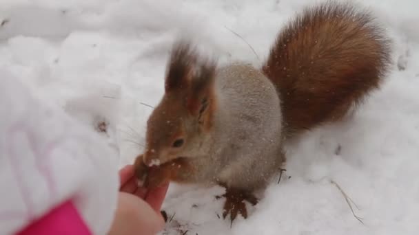 Белка ест кедровые орехи из человеческих рук — стоковое видео