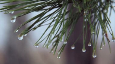 çam iğneleri üstünde su damlaları