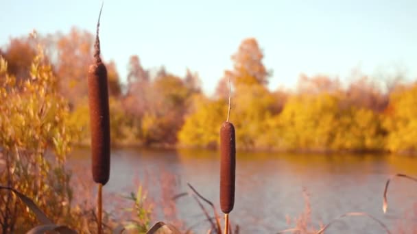 Plantas de Bulrush en el pantano — Vídeos de Stock