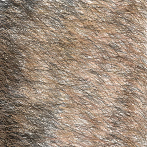 Textura de Pele Preta e Castanha Animal. Cabelo curto . — Fotografia de Stock