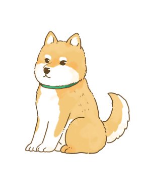 Şirin bir Shiba Inu 'nun oturuşu..