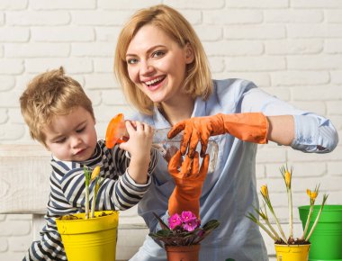 Anne ve oğlu birlikte saksıya bahar çiçeği sıkıyorlar. Küçük çocuk bitkilere bakmasına yardım ediyor. Aile ekimi.