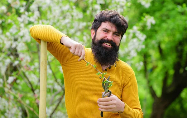 庭のはさみで髭の男。庭で働いている。春だ。植物だ。ガーデニング。エコファーム. — ストック写真