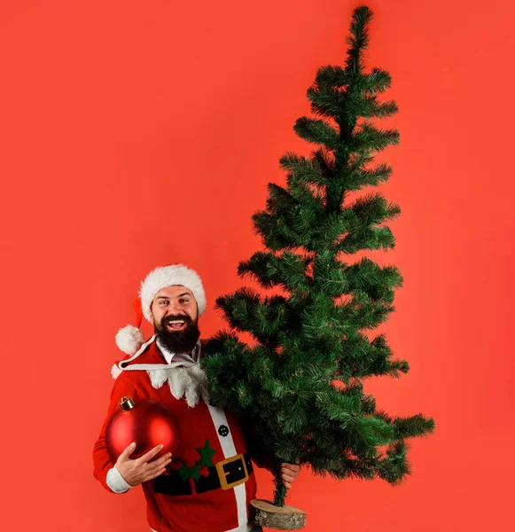 Санта с рождественским мячом и сосной. Бородач готовится к новогодней вечеринке. Елка и рождественская игрушка. — стоковое фото